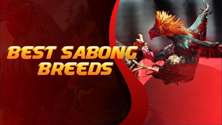 Best Sabong Breeds