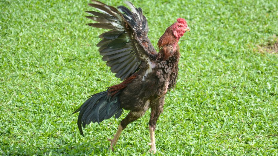 Characteristics of Asil Gamefowls