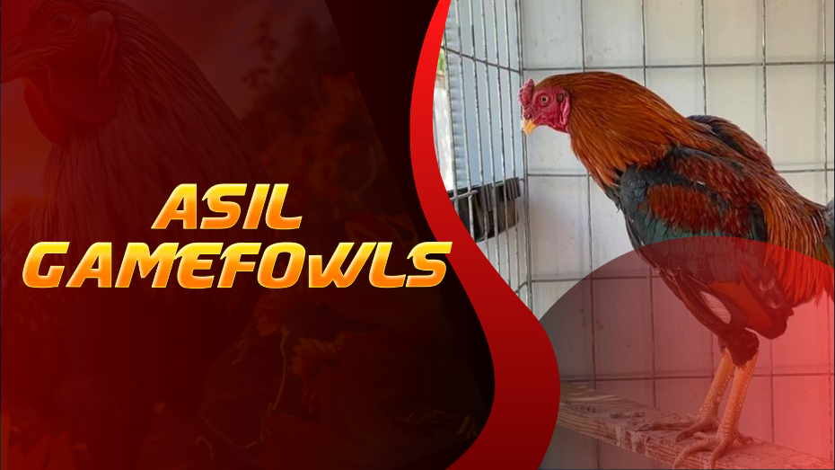 Asil Gamefowls